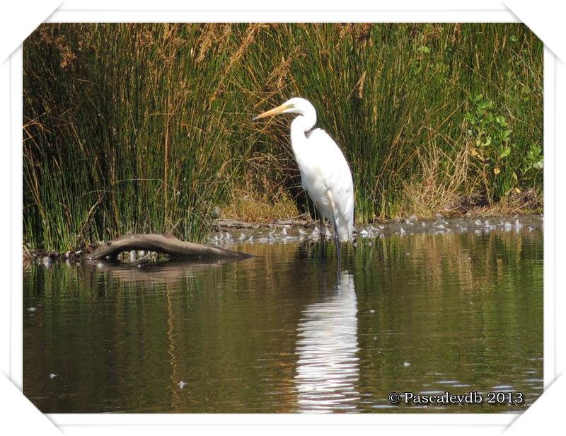 Pause ornithologique estivale au Teich - 3/12