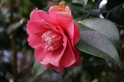 Festival du Camellia