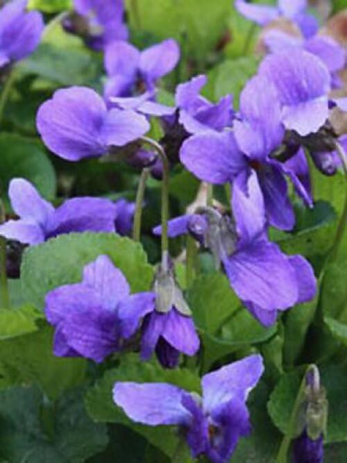 Jolies violettes