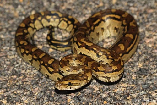 Baby rock python on the road