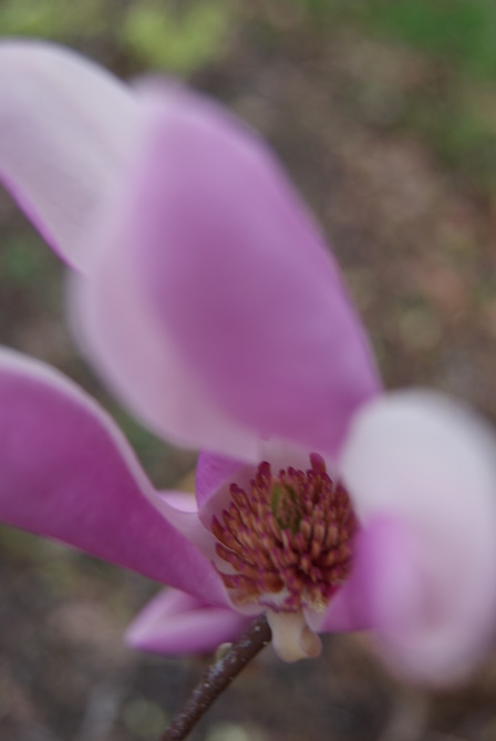 coeur de la tulipe du magnolia liliiflora nigra