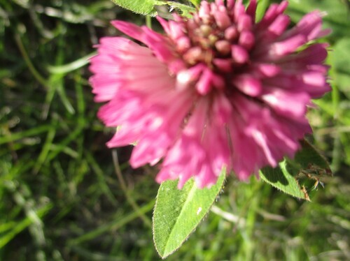 Fleurs roses