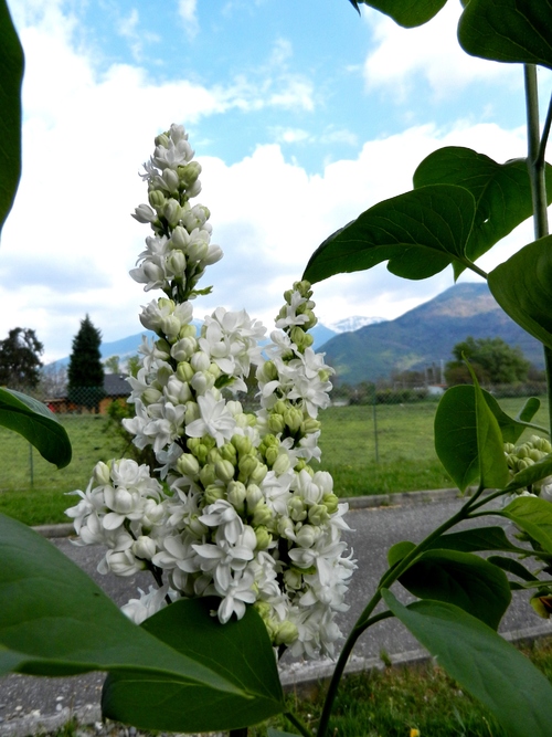 UN BOUQUET DU JARDIN  2014