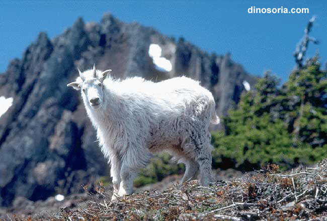 Chèvre des rocheuses