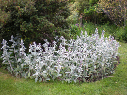 Épiaire laineuse Stachys lanata dans un massif.jpg