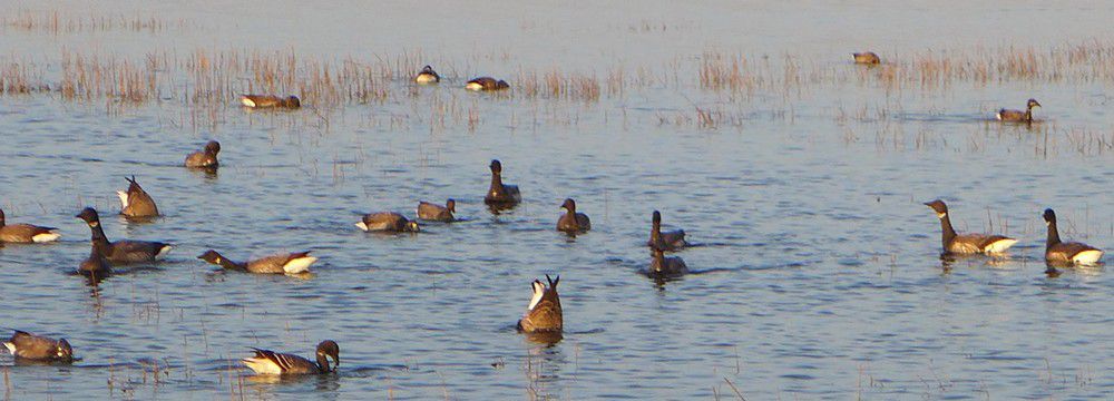 Quand les oies bernaches papotent en pêchant...