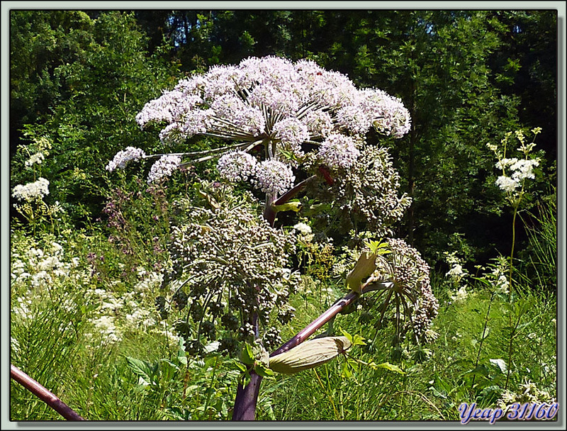 Angélique officinale (Angelica archangelica) - Boucou - Sauveterre-de-Comminges - 31