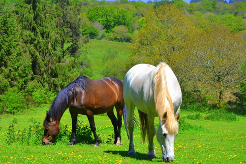 belles des champs 