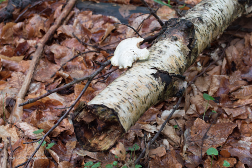 Promenons nous dans le bois ...