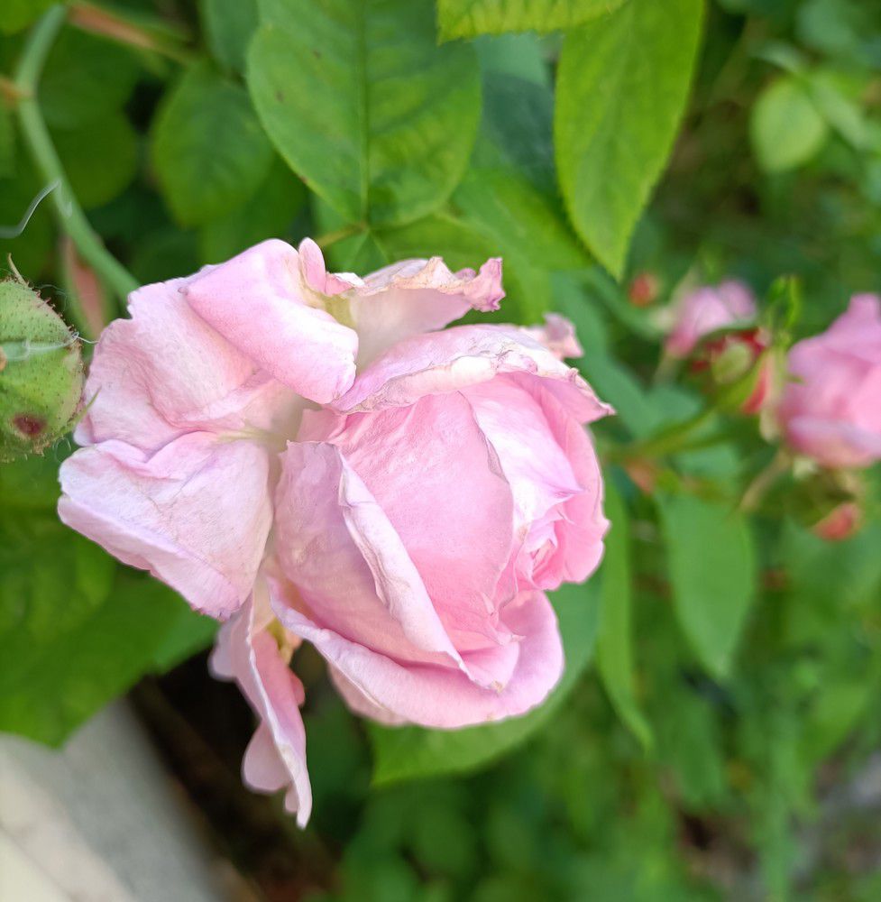 La saison des roses fripées est revenue - avril 2024...