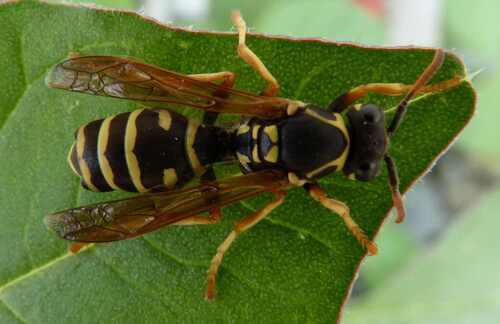 Polistes