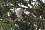 Oiseaux