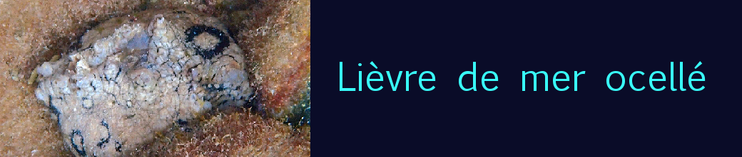 lièvre de mer ocellé