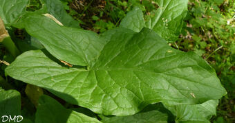 Arum maculatum  -  arumt tacheté