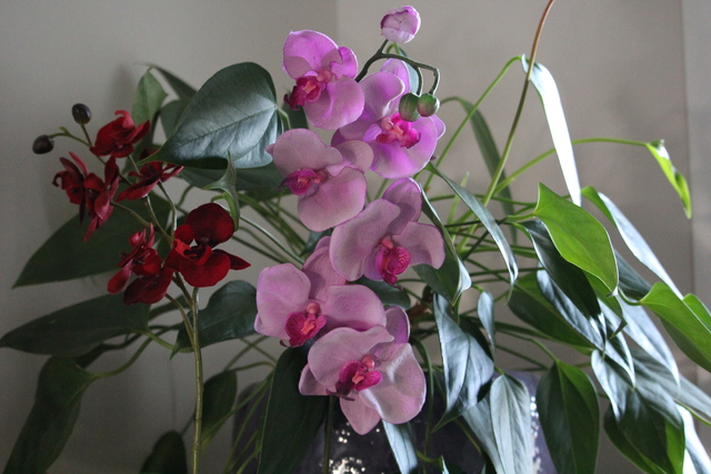Tricher avec des orchidées qui ne fleurissent pas.