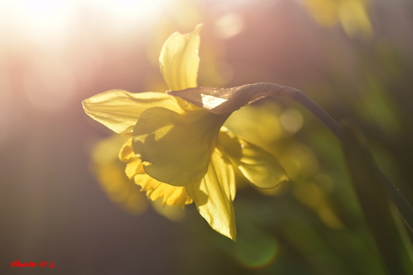 De superbes fleurs photographiées par D.S.