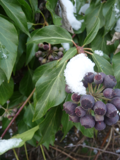 Blog de turlututu : mimipalitaf et ses photos, nature en hiver (suite)