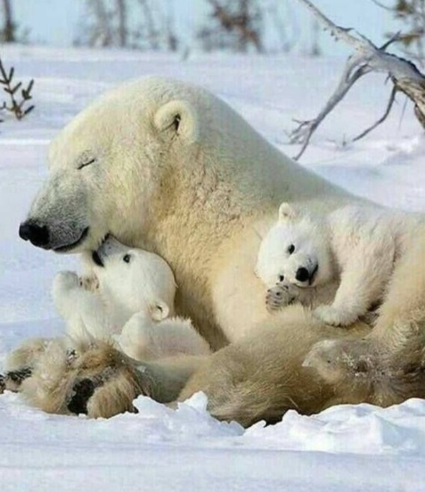 Maman ourse et ses petits