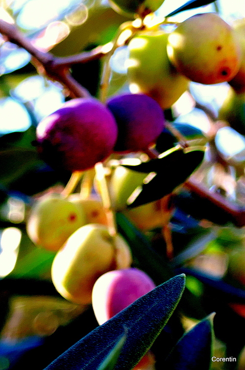 Des olives sur l'arbre