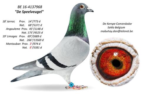 BON N°21:  De Kempe Danny de Eeklo offre un couple d'oeuf ou un pigeonneau d'été 2022
