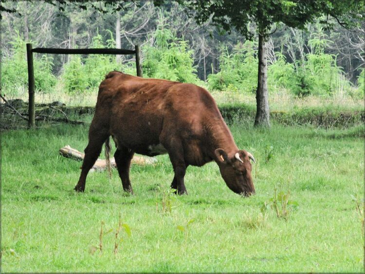 Photo de vache armoricaine de l'Ouest du domaine