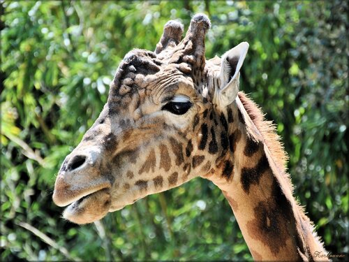 Girafe de Kordofan (Zoo des Sables d'0lonne)