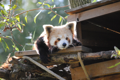 Ying, le petit mâle Panda Roux.