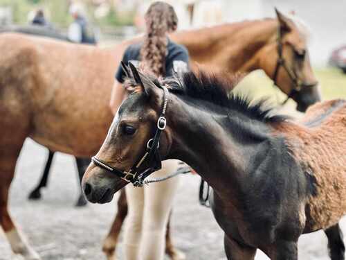 Laurène, Team LMs, équitation, blog, Jeunes Poneys, SHF, élevage des Réneries