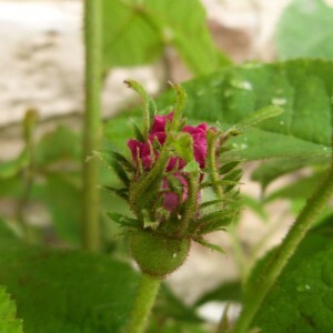 rosier la belle sultane - bouton