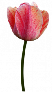 Tubes png tulipes