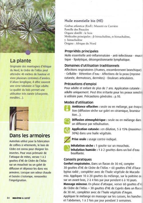 Le Cèdre de l'Atlas