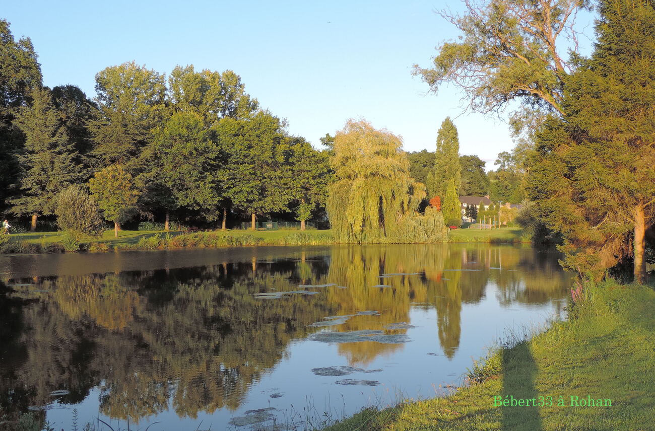 les arbres en reflets