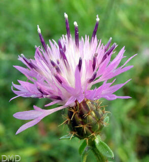 Centaurea aspera - centaurée rude