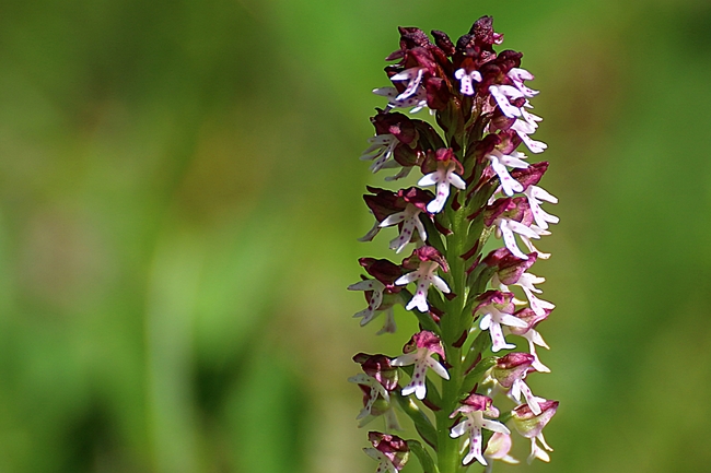 Neotinea ustulata var. aestivalis - Orchis brulé d'été 