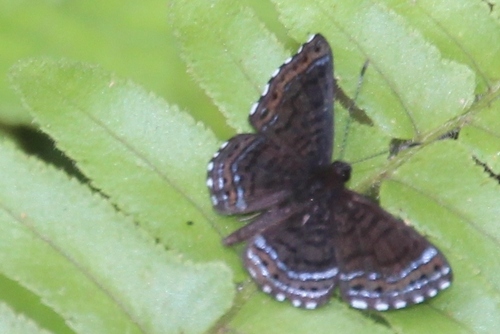 Papillons du Costa Rica