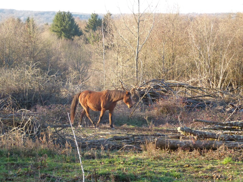 Chirac, Charente,