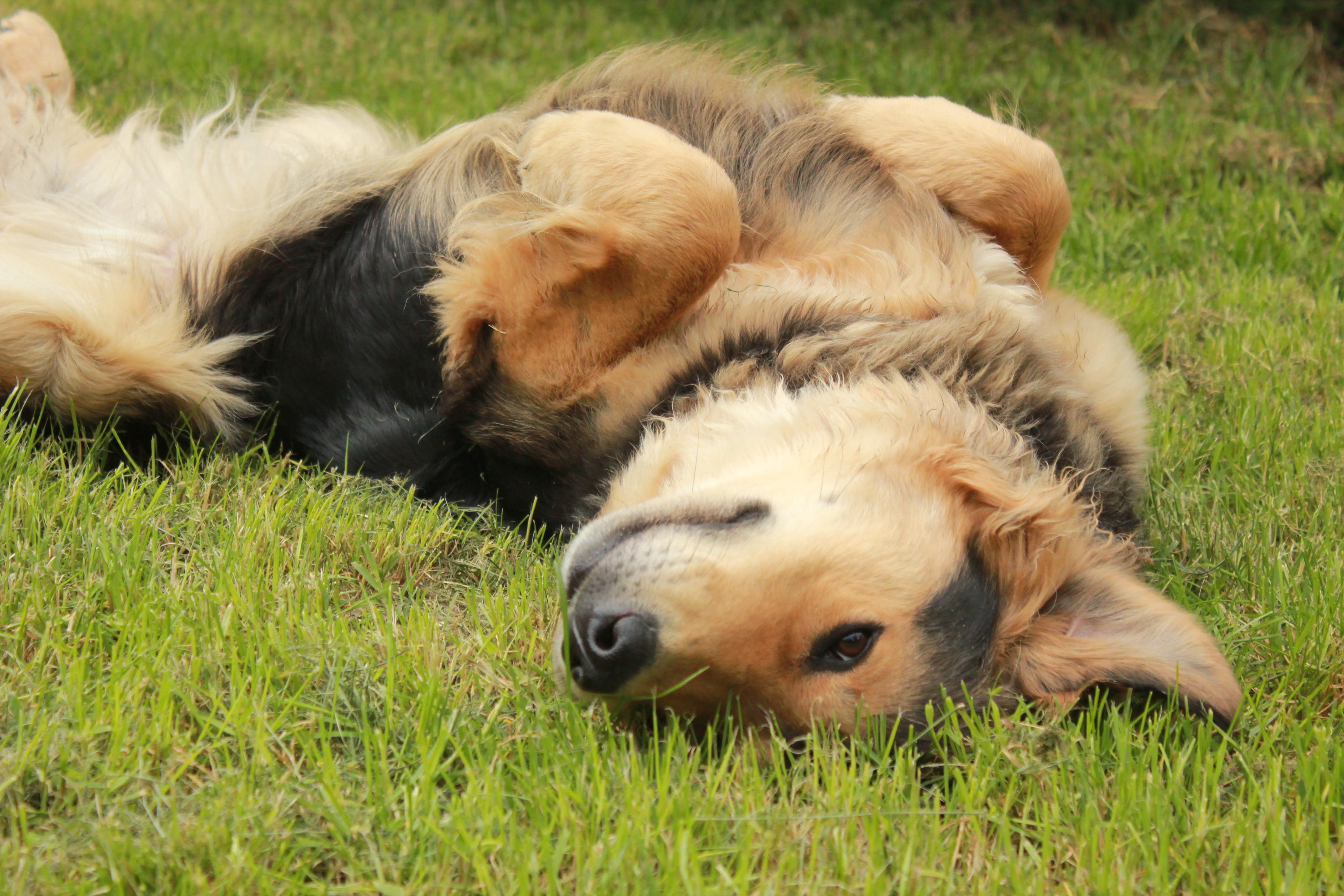 rencontre bouvier bernois