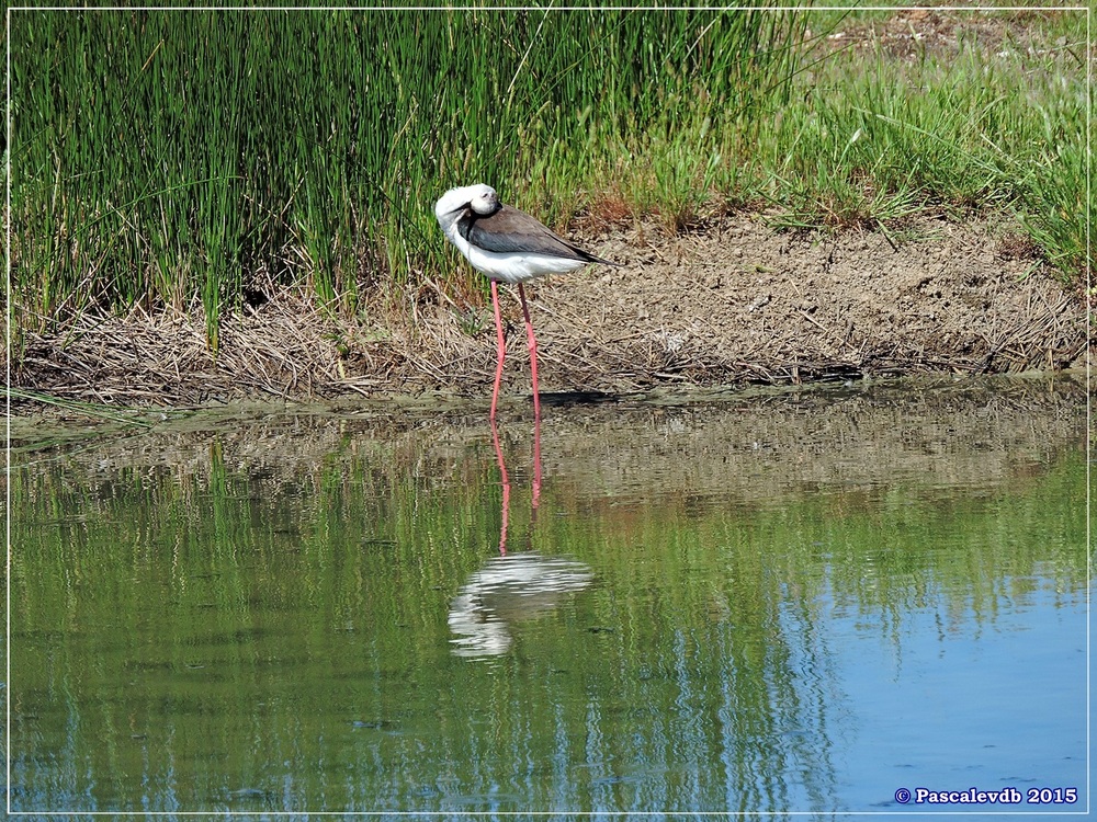 Printemps 2015 à la réserve ornitho du Teich - 10/13