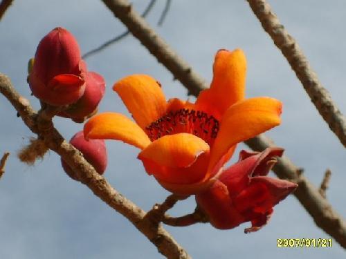 Fleurs rouges de l'arbre ????