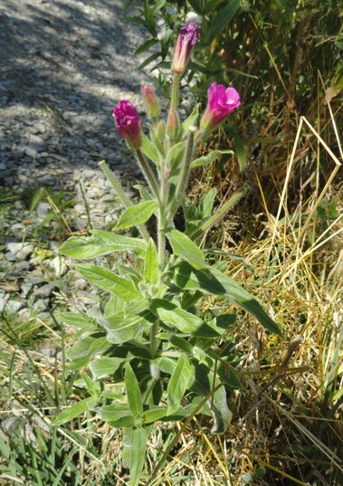 Fleurs roses