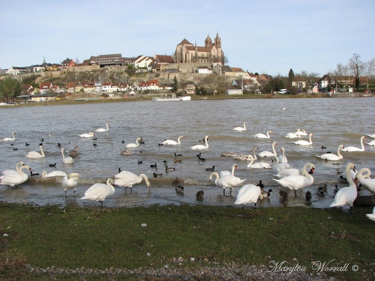 Île du Rhin 