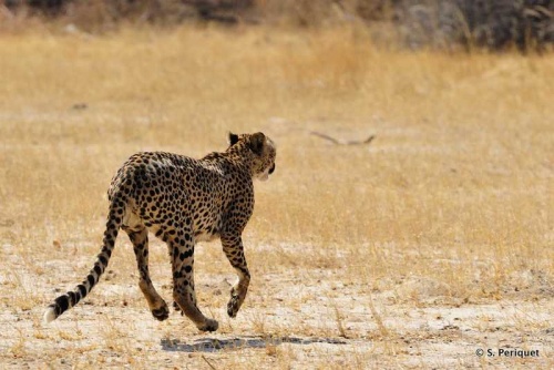 Cheetah at Dom