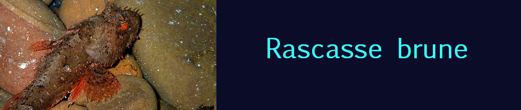 rascasse brune