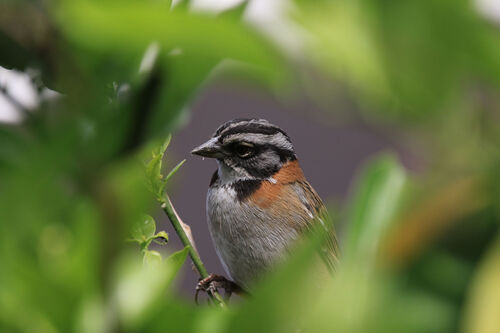 Bruant chingolo (Rufous-collared Sparrow)