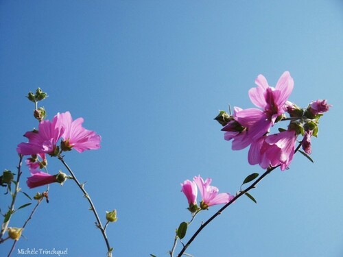 Des fleurs dans mon village, le 4 juillet...