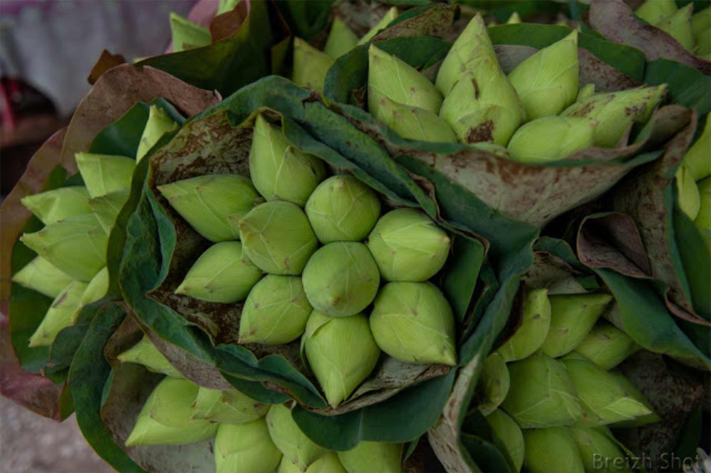 fleur de lotus  marché de Sukhothai