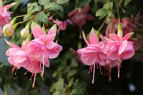 Automne 2015 : Les fuchsias font leur show