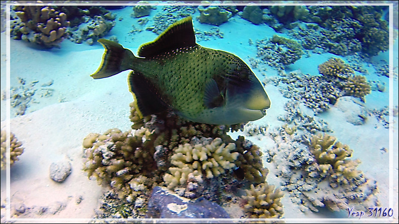 Baliste ponctué ou Baliste géant, Yellowmargin triggerfish (Pseudobalistes flavimarginatus) - Tumakohua (passe sud) - Atoll de Fakarava - Tuamotu - Polynésie française