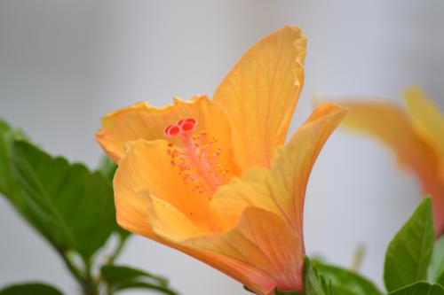 Le cartoscope du lundi 1er août 2016