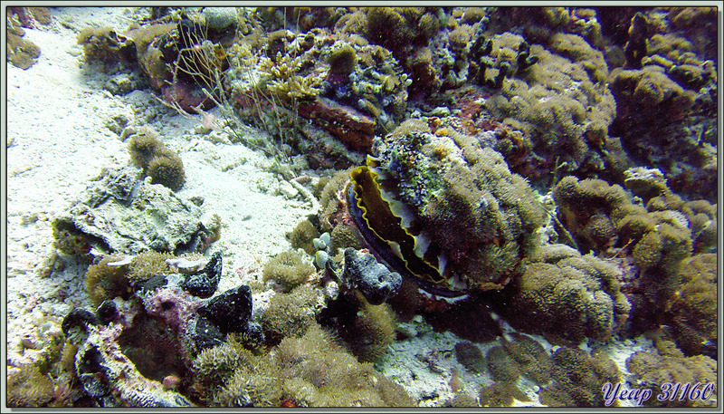 Spondyle variable ou Huître à charnières (Spondylus varius) - Dega Thila - Atoll d'Ari - Maldives